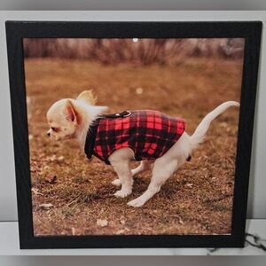 Pooping Chihuahua Framed Photo (12"x12")